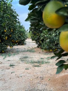 Farm Inn 2 مبيت المزرعه - Al-ʿUla - 8