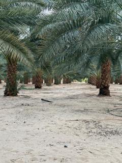 Farm Inn 2 مبيت المزرعه - Al-ʿUla - 7
