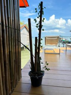 Star house - 6