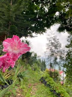 Shangdhan Pine Homestay - 6