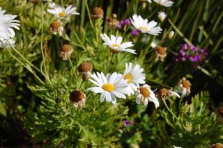 Castleton Self-Catering Accommodation - 3