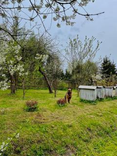 Świerkowe Ranczo Raciszewo - 6