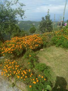 Hills view villa 3 BHK villa - Kasauli - 5