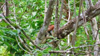 Villas Pura Vida - Mango - 1