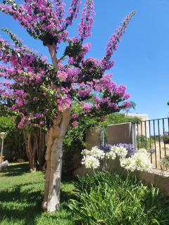 La Bouganville - Mola di Bari - 0