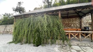 Green garden Կանաչ այգի - 1