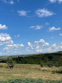 Casa de vacanta in Saulia - 6