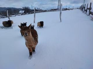 Apartmán na statku Červený Kostelec - 8