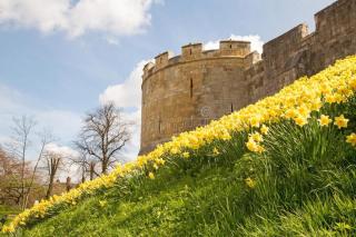 Rowan Boutique Lodge for couples with a dog - York - 7