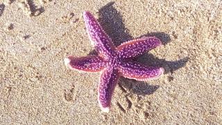 Maison les pieds dans le sable 350m de la mer vélos - 6
