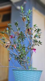 Krishna Maya Homestay - Kalimpong - 6