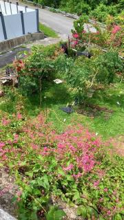 Bentong Hill Cottage - Bentong - 1