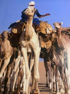 Tafouyte Luxury Camp - Merzouga - 2