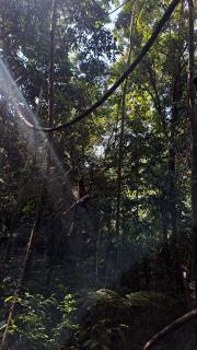 Sinharaja Rainforest Vibe - 1