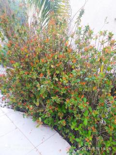 2 Bedroom Apartment with large garden - Biriyya - 3