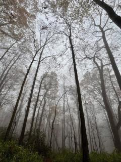 Two Cedars House - 5