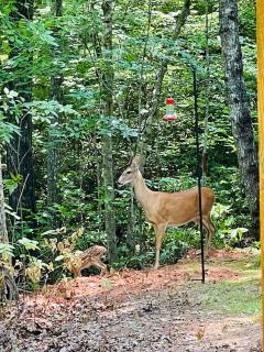 Two Cedars House - Morganton - 4
