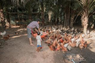 Baantonmai Farmstay - Ban Mai Ngae - 9