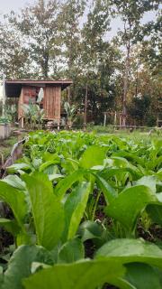 Payim farmstay - - 5