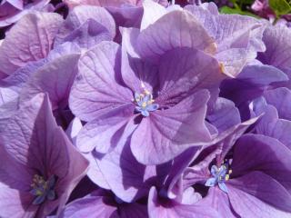 A l'Ombre des Pommiers - 3