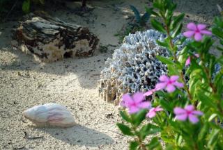 Chez Maggie Hotel & Restaurant - Morondava - 5