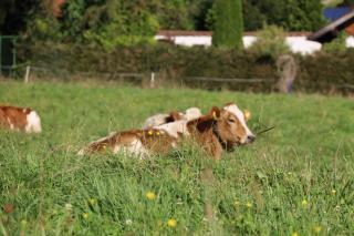 Erholung am Lehmooserhof - 7