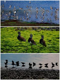 Cabanas Palafitos Dalmacia - 1