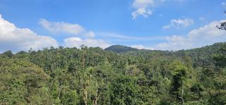 Vintara Homestay - Madikeri - 6