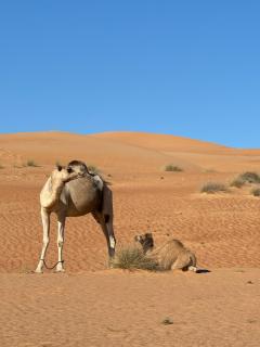 Bidiyah Old Bedouin Wahaiba Desert CAMP - 1