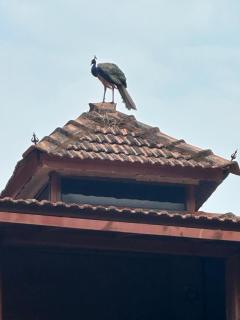 Villa with AC near Gokarna beach Bhavikodla - Gokarn - 6
