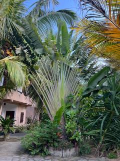 Villasiri and Leon Beach Paradise - Tangalle - 3