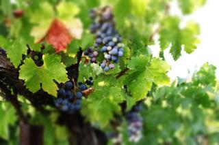 Churon Inn Winery - Temecula - 7