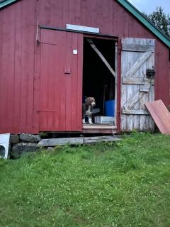 Hanøya- Vesterålen - Myrland - 8
