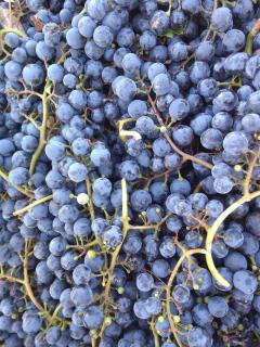 La Bodeguita y El Bodegón Casa Tika - 6