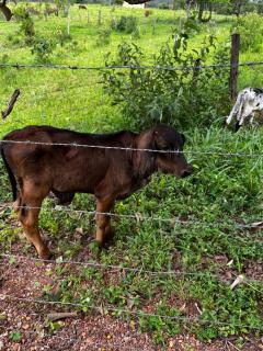 Quintal De Minas - 1
