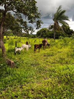 Quintal De Minas - 1