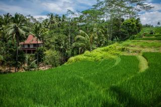 Be Bali Stay - Ubud - 8