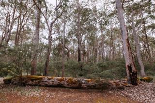 Cottage 2 - The Row - Forest Grove - 6