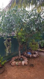 Nature Lake - Wadduwa - 8