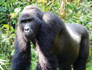 Silverback Lodge - 5