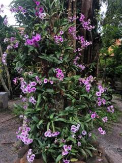 Homestay Rừng Lan - Xóm Bãi Trại - 5