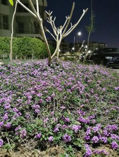 Zayed Best Compound, 2 bedroom w garden pool front - Sheikh Zayed - 2