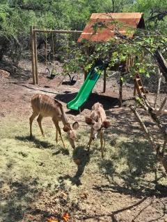 The Hyde - Marloth Park - 2