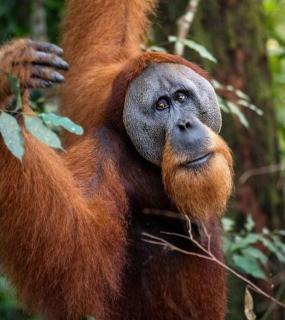 Ridho's Homestay & Jungle Trekking - Bukit Lawang - 4