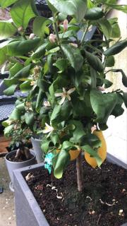 Maison pierre Bordeaux avec piscine chauffée - Bordeaux - 6