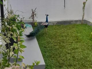 Bunty Villa Talalla - Talalla South - 7