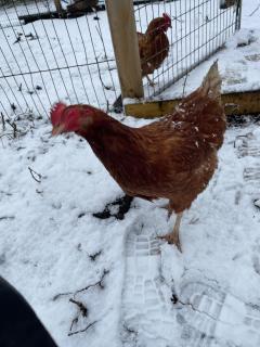 Kerrib Farm - Pomeroy - 5