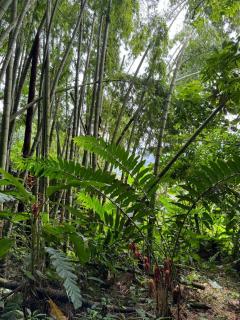 Casa Bosque Luxescape in Nature - Barbosa - 3
