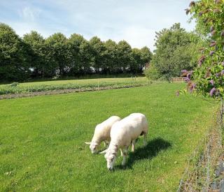 In het mooie Friesland Vele bezienswaardigheden - Hantum - 4