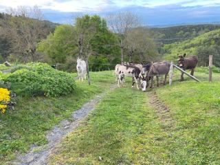 Ancienne ferme rénovée avec jardin privé, poêle à bois et terrasse - FR-1-582-44 - 1